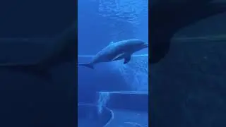 Most Intelligent And Fascinating Creatures Of The Sea #shorts