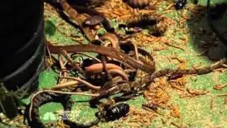 I'm a Celebrity USA... 2009 - Immunity Trial - The Trauma Tank