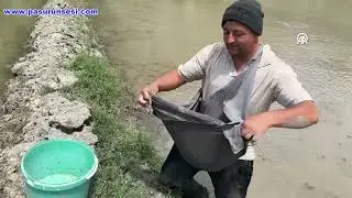 Türkiye'nin ilk çeltik fabrikasının kurulduğu Tosya'da çeltik ekimi başladı