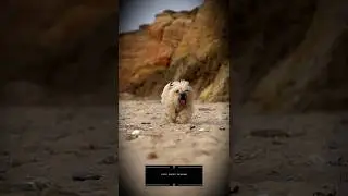 Cute Puppy Playing |🐕🐕 Puppy Shorts #puppy #dog #shorts