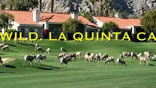 La Quinta CA   A perfect day - Golf PGA West, Big Horns  and Haboob&rsquo;s  Ep 14 Going Walkabout