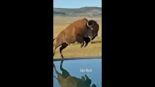 Забавный лев гонится за зубром #животные #развлечения #короткое видео