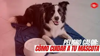 Peligro calor: c&oacute;mo cuidar a tu mascota