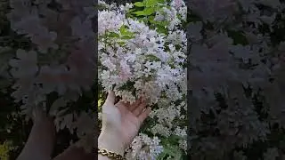فیلم با کیفیت 8k طبیعت #beutifull #hannover  زیبا