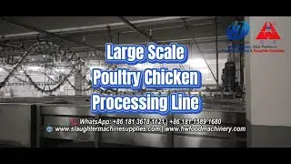 Large Scale Poultry Processing Line | Chicken Slaughter Equipment Test | HW Machinery | Since 1984