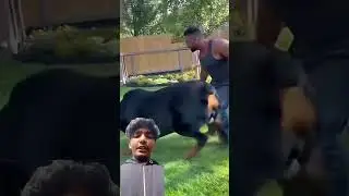 MONTAGEM COMA VIRAL SOUND ON YOUTUBE 2 #dog#puppy#dogcoach#dogtraining#TYPEDOG#viral#fyp