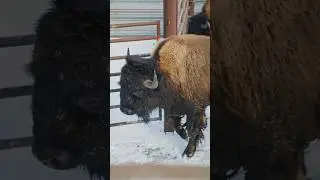 Loading Bison in 7 degree weather. 🦬❄️  #shorts #bison #buffalo #butcher #butchering #cold