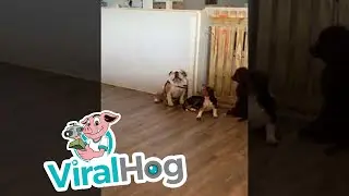 Doggy Doesn&rsquo;t Like Staying at Daycare || ViralHog