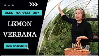 Lemon Verbana Uses - How to Harvest & Dehydrate