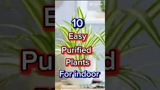 10 best purified plants for indoor #nature #naturefriendly