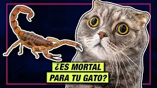 ¿Un ESCORPIÓN picó a tu GATO? 🙀🦂 HAZ ESTO! | LA GATERÍA TV