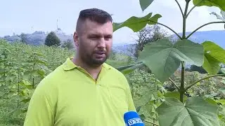 KRAJIŠKA ZEMLJA - IZDVOJENO: PAULOVNIJA NA IZAČIĆU