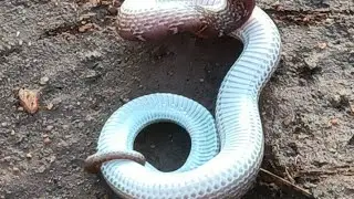 Highlight 0:00 - 2:05 from Snake catching poisonous snake #snake #ytvideo