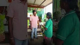 ZZ Plant vs Lucky Bamboo 🌿 | Best Indoor Plants for Home & Office | iCrop Nursery Karur