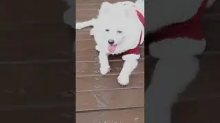 Dog Christmas Costume