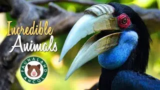 Incredible Animals at Faunaland Ancol