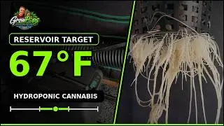 Best Water Temperature for Hydroponic Cannabis: 67°F Explained