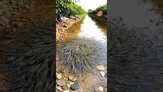 Wow! Amazing Polo Fishing Videos ! Best Big Fish Catching ! Primitive Technique fishing #fish #india