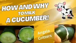 How & Why To Milk A Cucumber