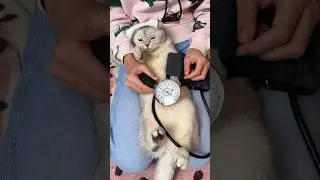 Любимый корм Bowl Wow способен сотворить чудо 💫