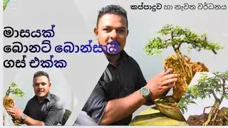 Bonsai bonet tree. One month progress  ❣️☘️  බොනට් බොන්සායි ගසේ මාසයක කතාව