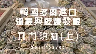 韓國多肉進口流程與乾燥發根入門(上) 【 MC多肉園 】MC Succulent plant Vlog