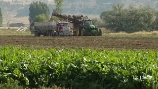 Montana Ag Network: University research important for sugar beet growers