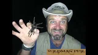 It's A Wild, Wild World with Wildman Phil - Tarantula