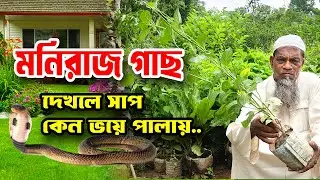 মনিরাজ গাছ দেখলে সাপ কেন ভয়ে পালায় কি বলে কবিরাজ?