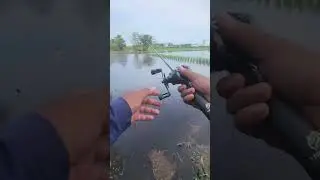 Bagian 2. sawah sarang gabus #seasir #fishing #gabus #predator #sawah 