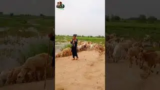 Beautiful VillageLife #shorts #shorts #shorts