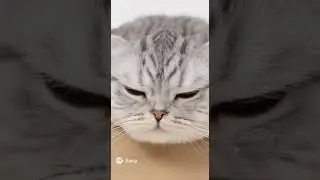 CAT vs BOX: The Box is Jell-O! 🤣 #CatInBox #Shorts #Jelly #catcomedy