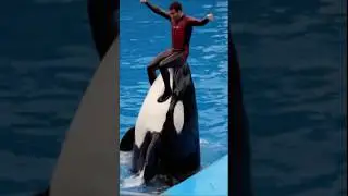 Trainer Rides Killer Whale at FULL SPEED 🌊🐋 &ndash; Cute Bond or EXTREME Danger
