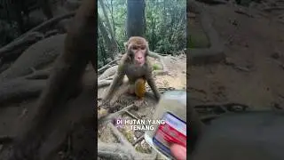 Reaksi polos saat alam ketemu dunia manusia 🐒 #hutan #lucu #satwa  #videoviral #shorts