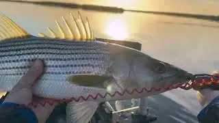 Delta striper fishing 6/1/2025