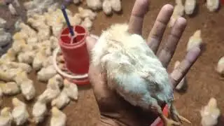পল্টি জড়ো হয়ে মারা গেলে কি করতে হয়🤔🤫🤫