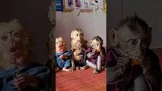 Life as a Playful Leo Monkey A Peek into Daily Adventures at Home with Mom and Family