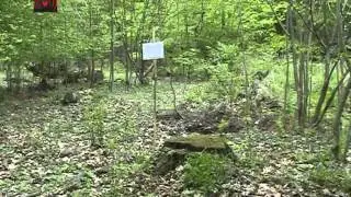 Hambach Forest Occupation