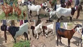 Sindhi goat breeds