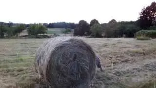 The mysterious moving hay bale!