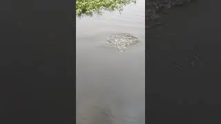 how to make pamphlet fishing 🎣 🎣 in hooks and Telugu video is #viral #short video