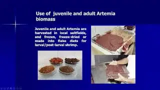Status of Artemia cyst use in shrimp hatcheries in North-east Brazil