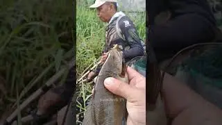 Electric fishing #fishing #adventure #electricfishing #shortvideo