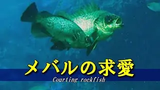 【 メバルの求愛 】魔法の放尿　Sebastes inermis