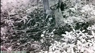 Japanese Squirrel at Salt Lick #3 | Addicted to Salty Bark