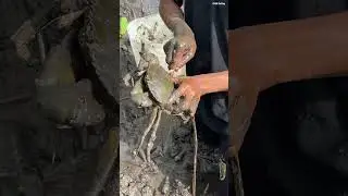 How I Search For Giant Mud Crabs In Muddy Swamp After Low Tide  #fishing #shorts #giantcrab