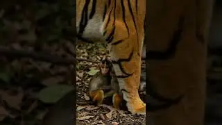 When Predator Meets Protection: A Surprising Bond #wildlife #baby #monkey #tiger