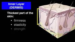 Parts and functions of the Skin