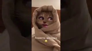 Монтаж видео - это не так просто как кажется:) #video#shorts#funny#монтаж#cat