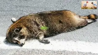 😍Removing Dead Carcasses - The Ultimate Guide 😂